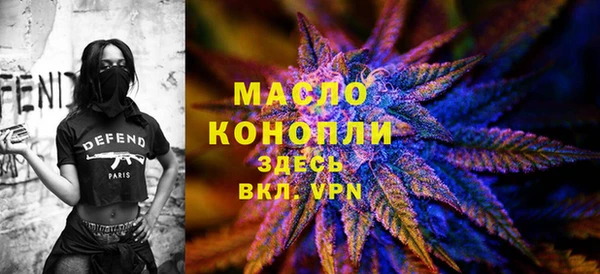 индика Ельня