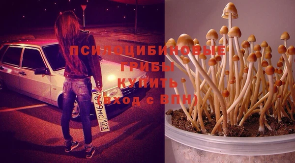 индика Ельня