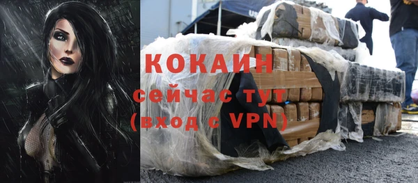 индика Ельня